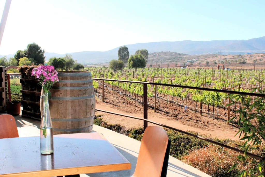 vineyard and table 1296