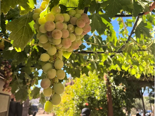 Bunch of grapes on the vine